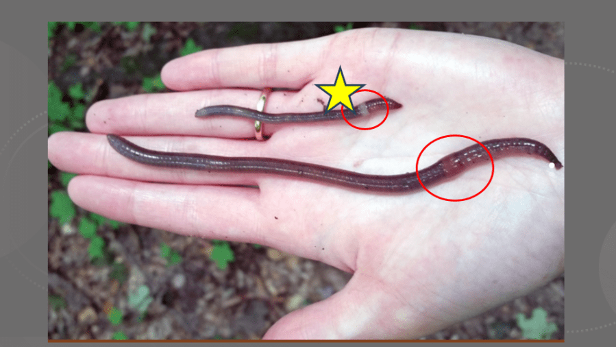 Officials warn invasive 'crazy worm' threatens Colorado soil