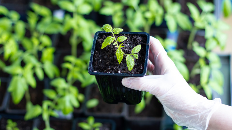 Reuse old nursery pots with this clever potting tip