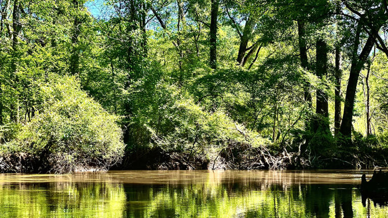 Florida's scenic river flowing from Alabama is a prime fishing spot for ...