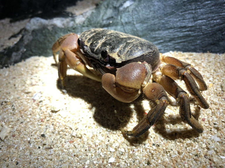 Crabs' iconic sideways walk evolved from common ancestor, study