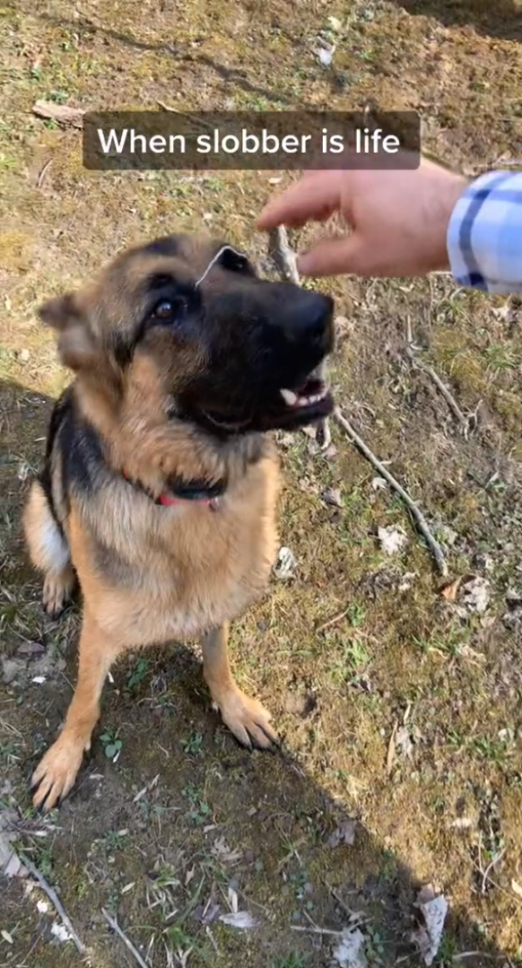 Slobber life with my dog