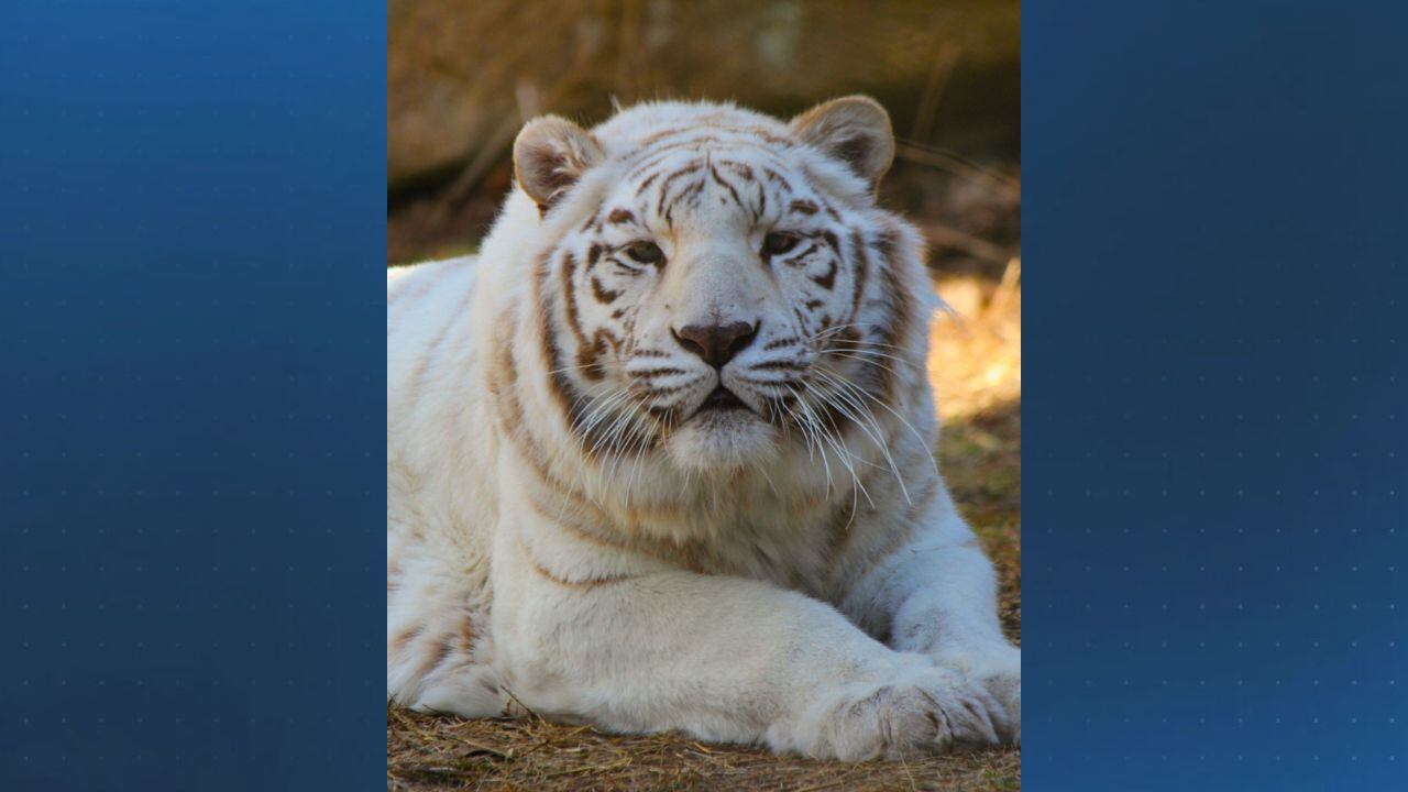 Southwick Zoo mourning the loss of beloved white tiger