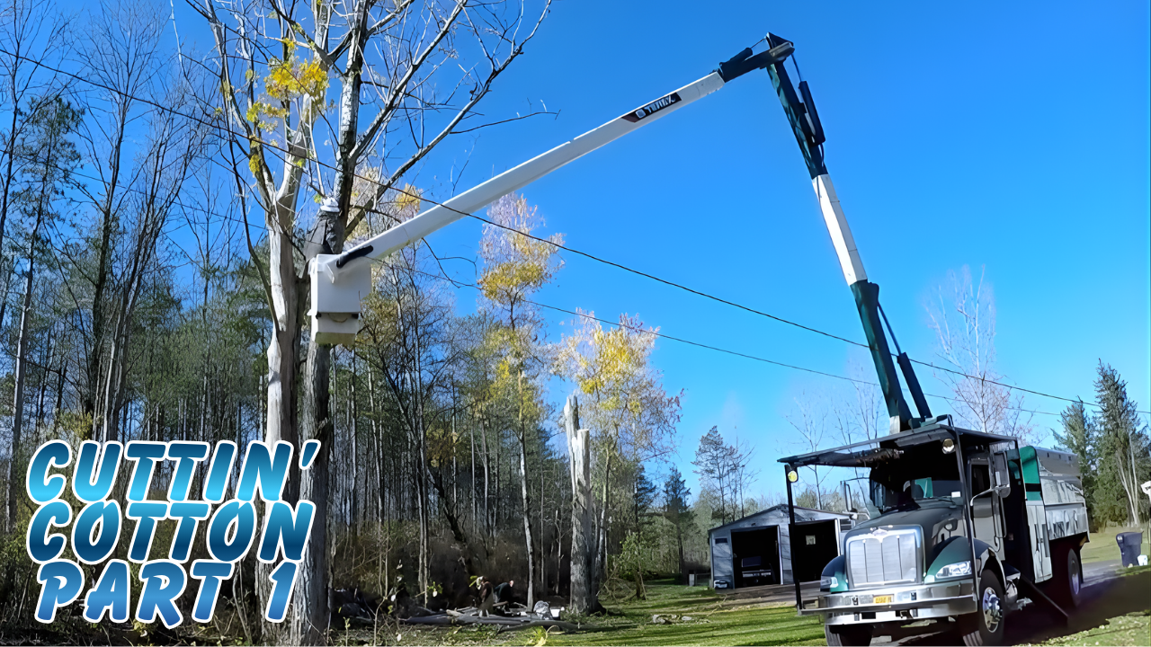 Bucket Truck Tree Cutting Massive Dangerous Tree Removal