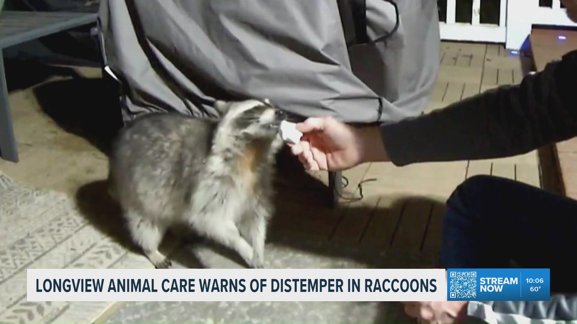 Raccoons showing signs of distemper spark warning from Longview Animal ...