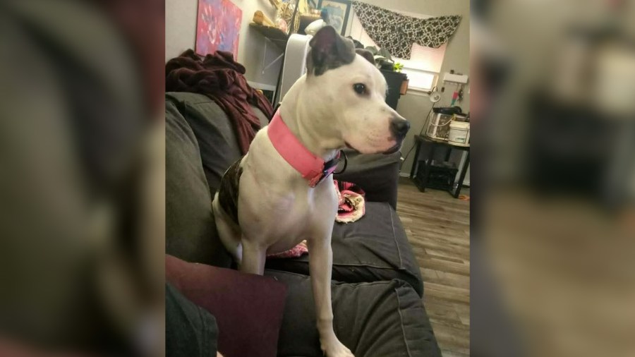 Heroic dog, Trinity, in Brigadoon shooting has been located
