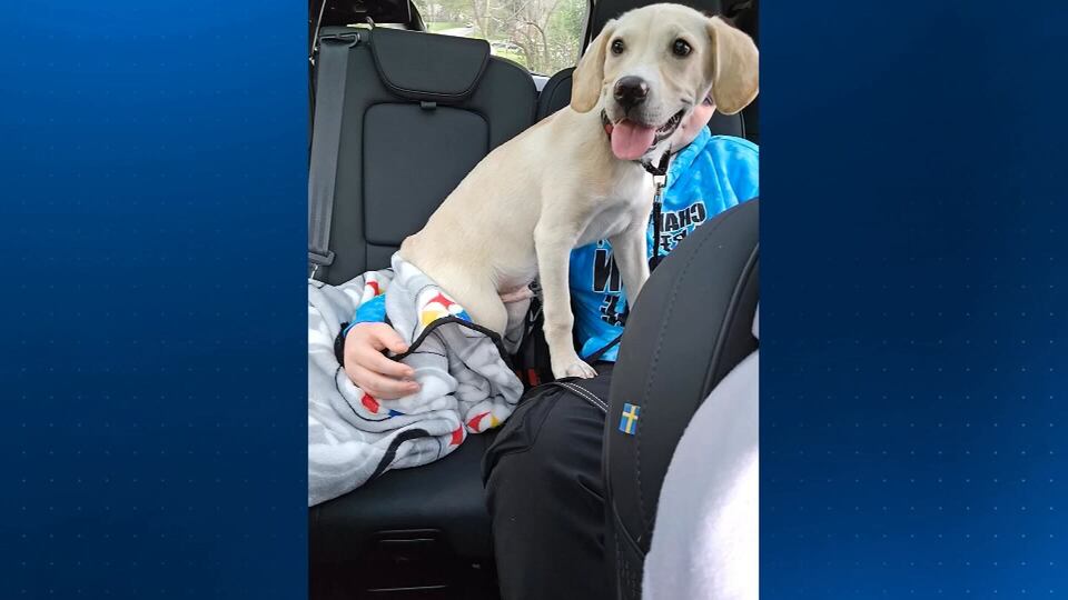 12-year-old boy hospitalized, puppy killed in dog attack at local park