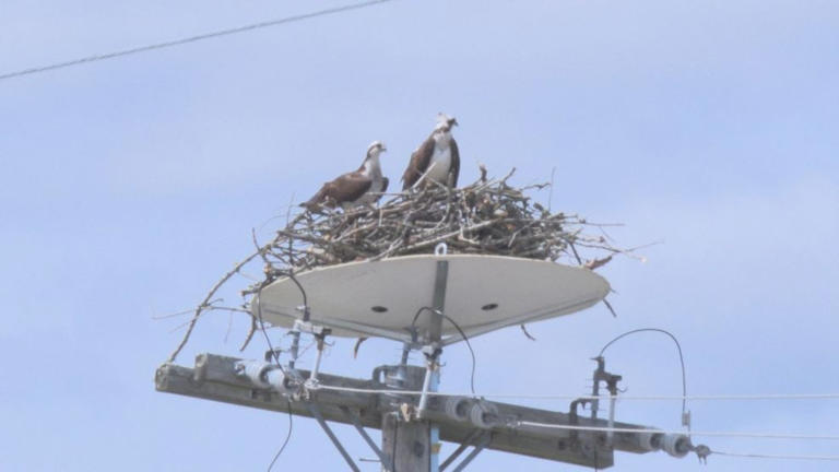 As osprey population grows, utility crews work to protect wires, birds