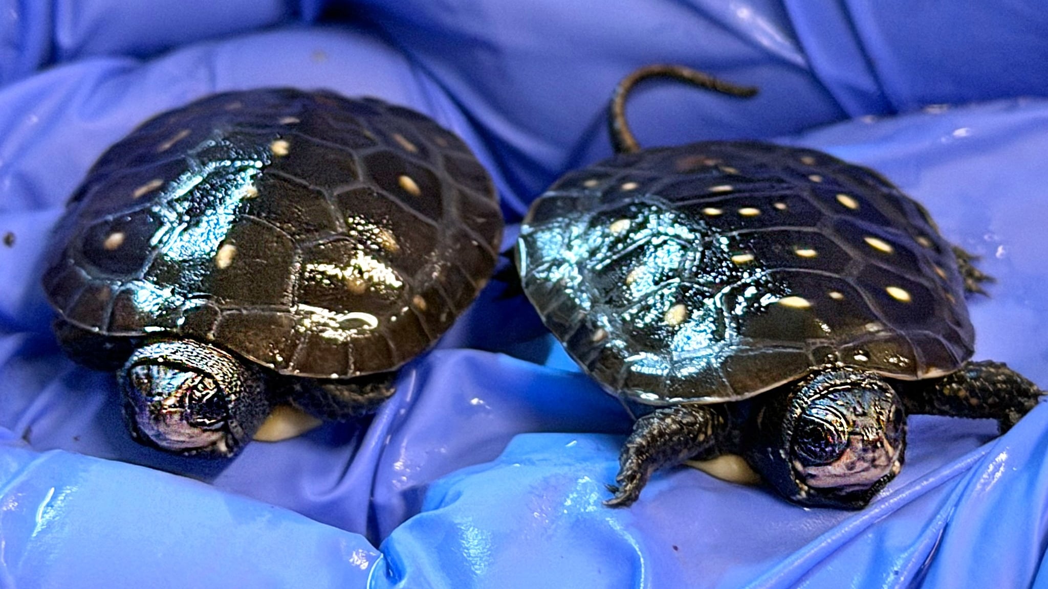 Akron Zoo welcomes 2 baby endangered spotted turtles