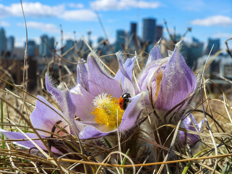 With snow in the forecast, spring weather roller-coaster to continue ...