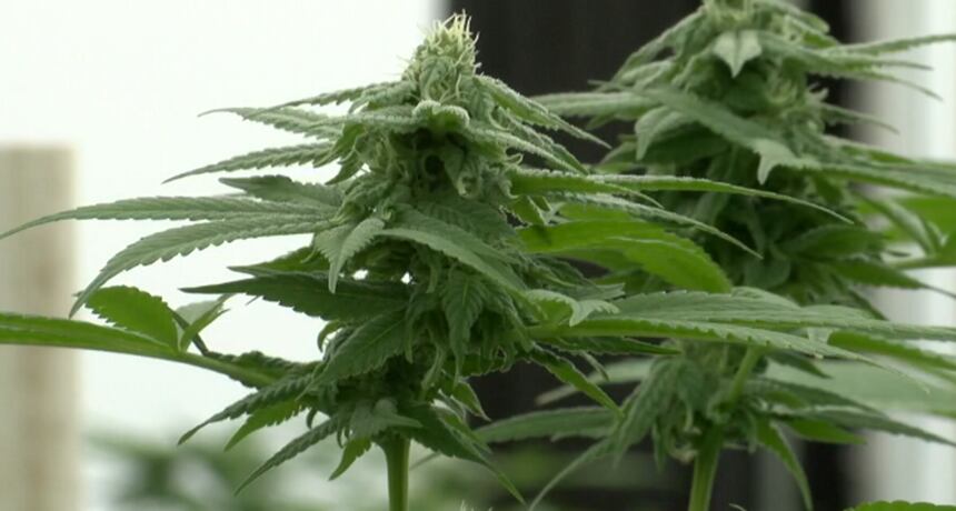 Wisconsin loses millions in marijuana tax revenue to border states