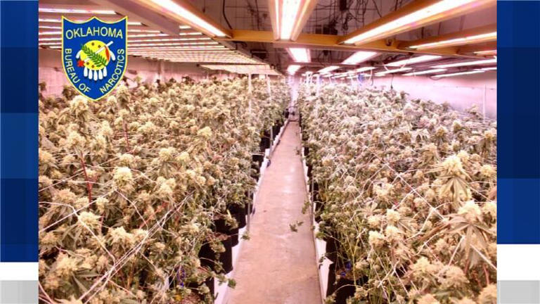 Thousands of plants seized, three detained in Wynnewood marijuana grow raid