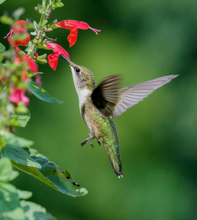 These pretty flowers will attract all the hummingbirds to your yard