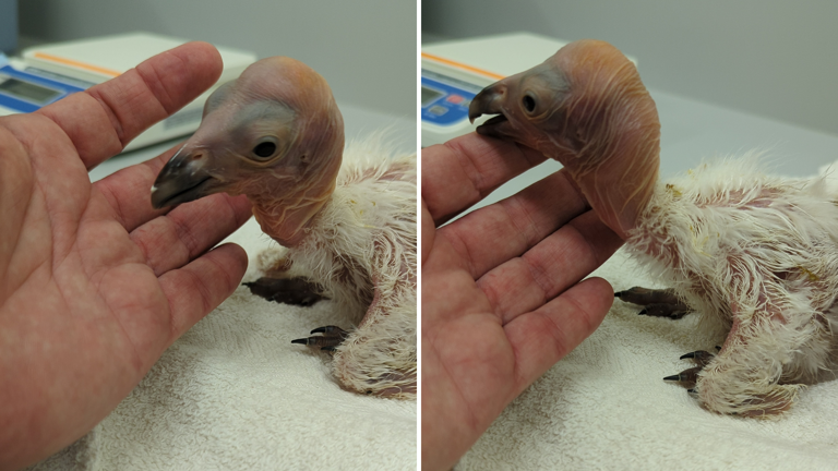 LA Zoo celebrates the California condor who helped save his species