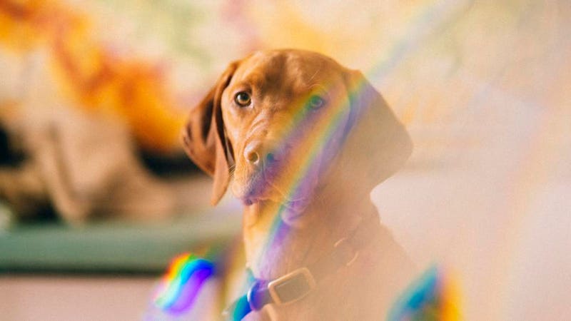What colors do dogs see?