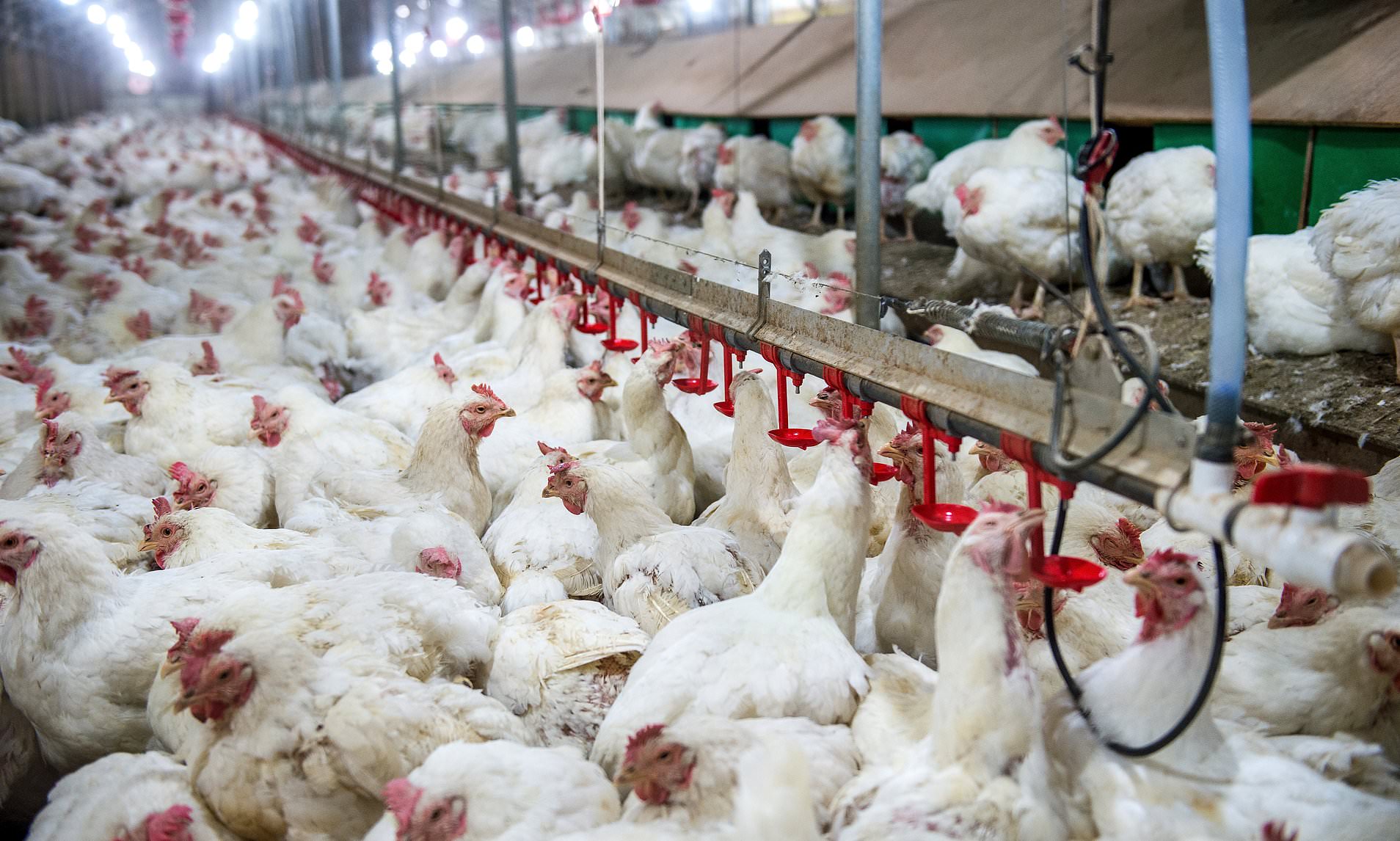 Government 'prepare for potential bird flu outbreak' as they invest ...