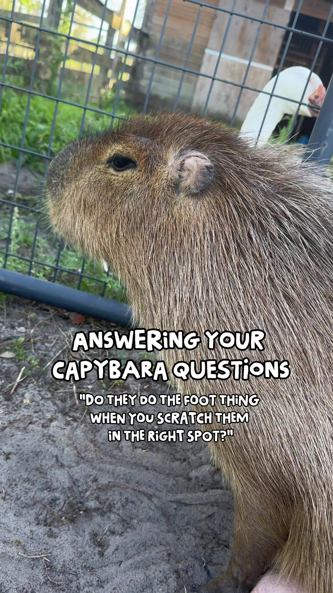 Did you catch Pumpkin the capybara blooper hidden moment?