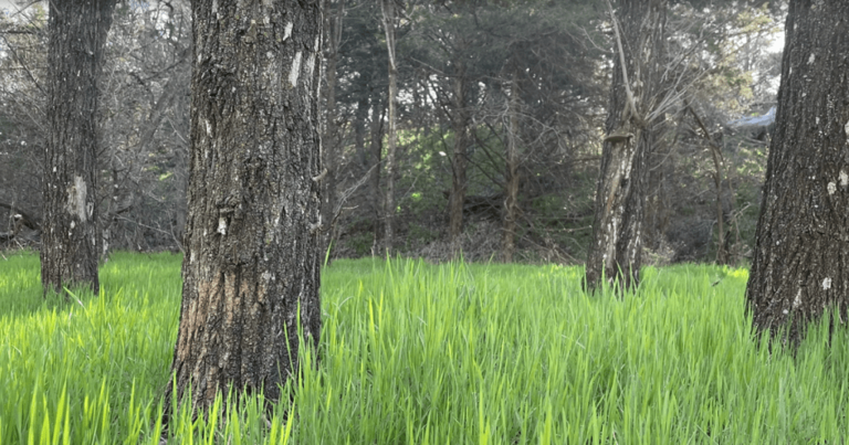 6 picture-perfect nature trails in Oklahoma for spring hiking