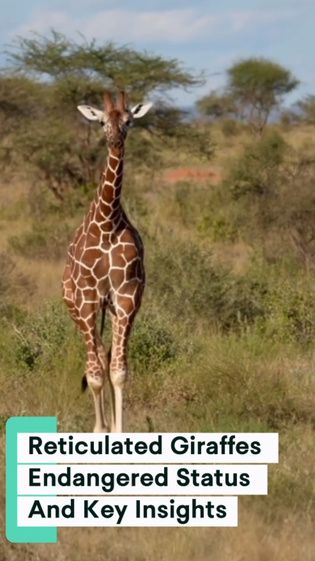 Reticulated giraffes endangered status and key insights