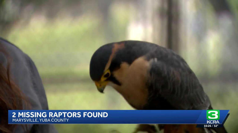 Second bird found after break-in at Marysville falconry facility