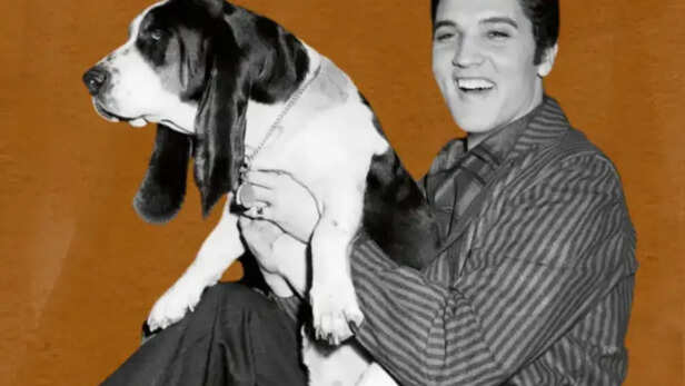 How the Hound Dog meme turned Elvis Presley into Gen Z’s most chaotic ...
