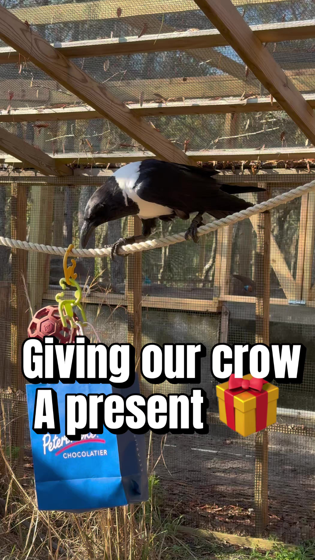 Smart crow tricks: how they solve and destroy objects