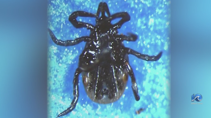 3 types of ticks you need to look out for in Virginia