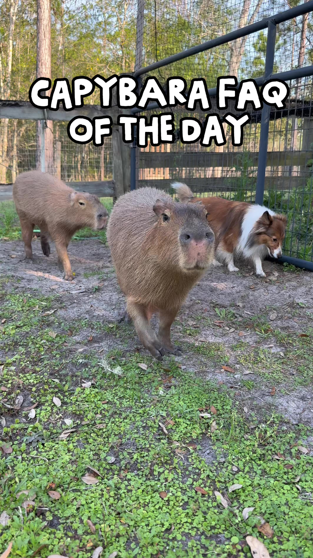 What Do Capybara Hair Feel Like Surprising Facts