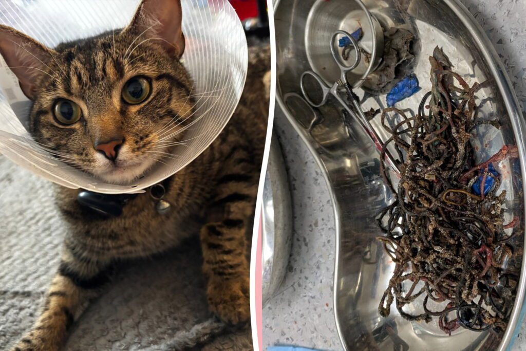 Cat survives eating 37 hair bobbles