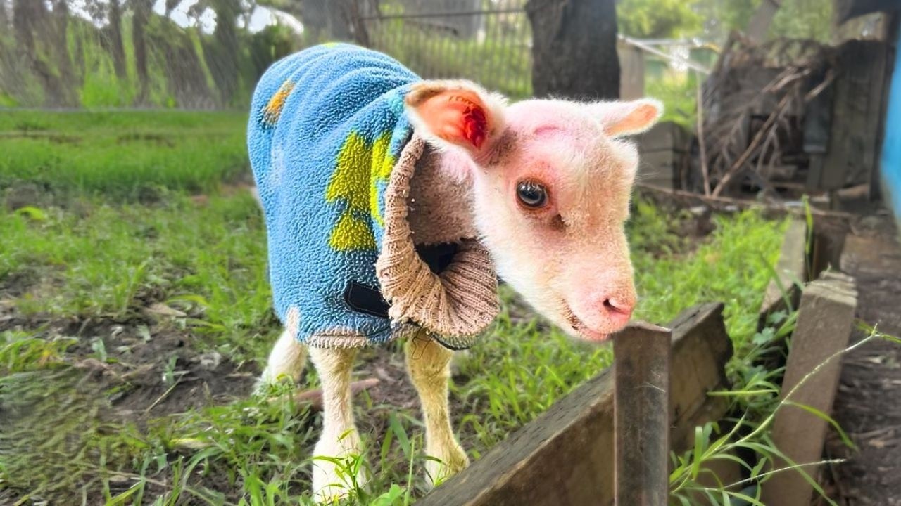 Lamb born without wool was left to die - until someone wrapped him in love