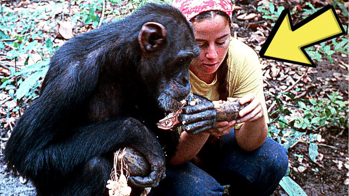 Girl raised by monkeys for years returns to civilization, what she did ...