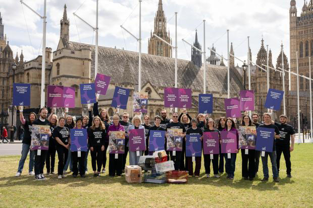 Campaigners push for tougher laws to protect cats from harm
