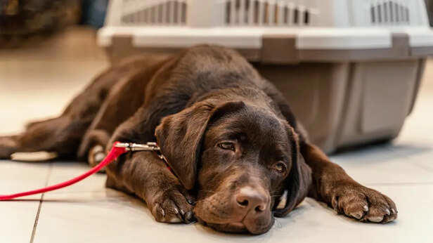 Signs your pet might have a food allergy