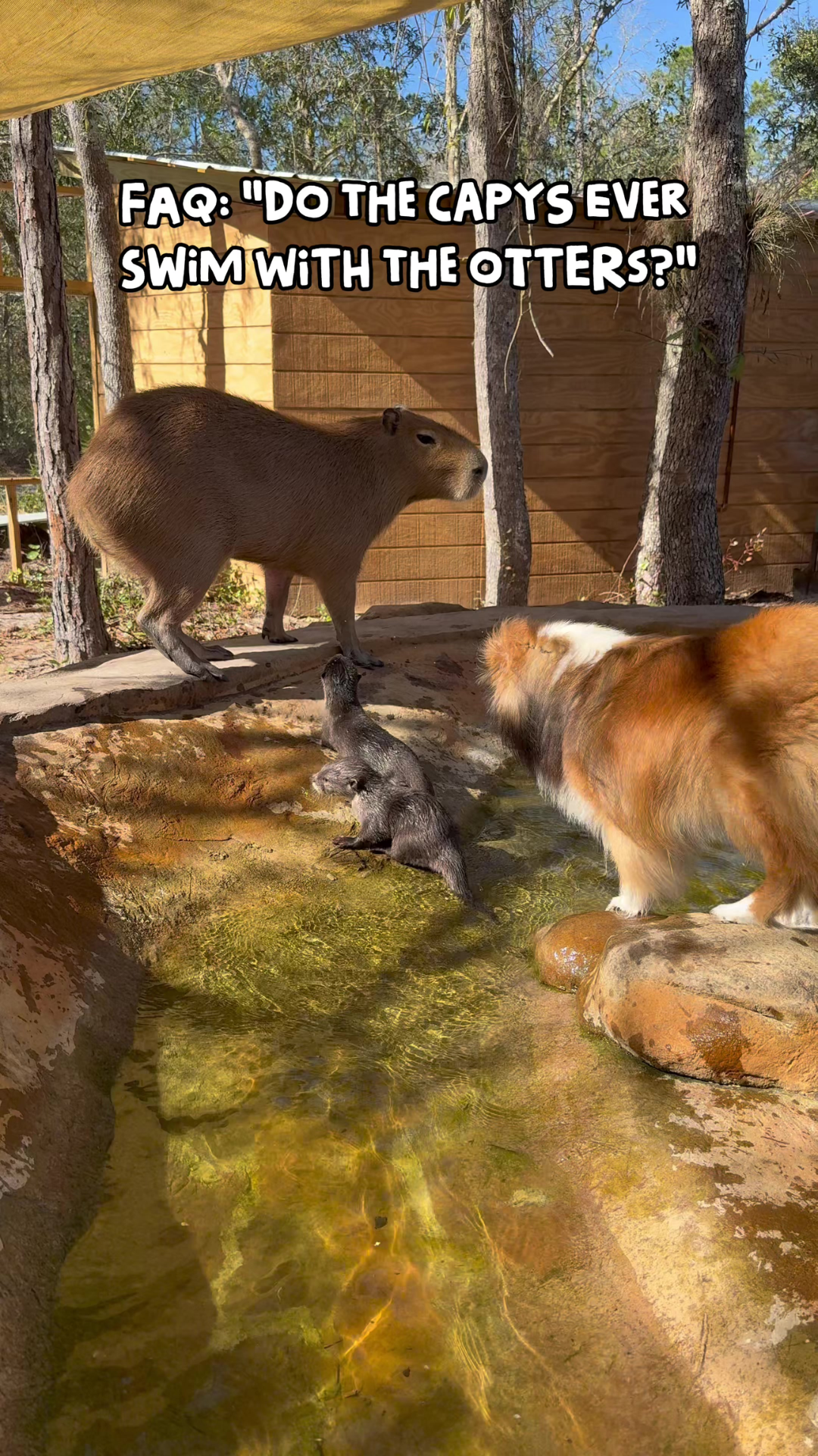 Why capybaras still find otters' annoying behavior explained