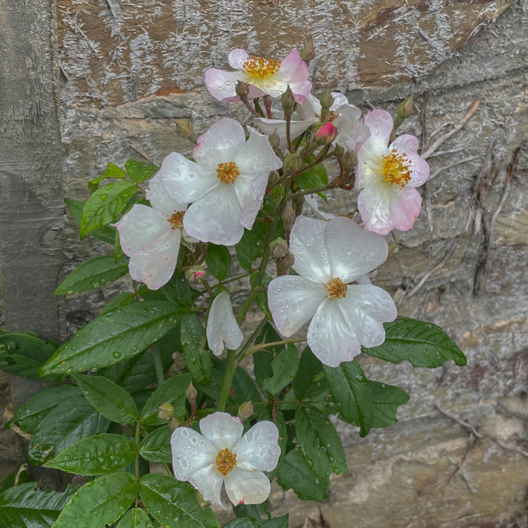 4 climbing roses that guarantee a beautiful, fragrant screen of blooms ...