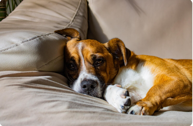 Signs your pet might have a food allergy