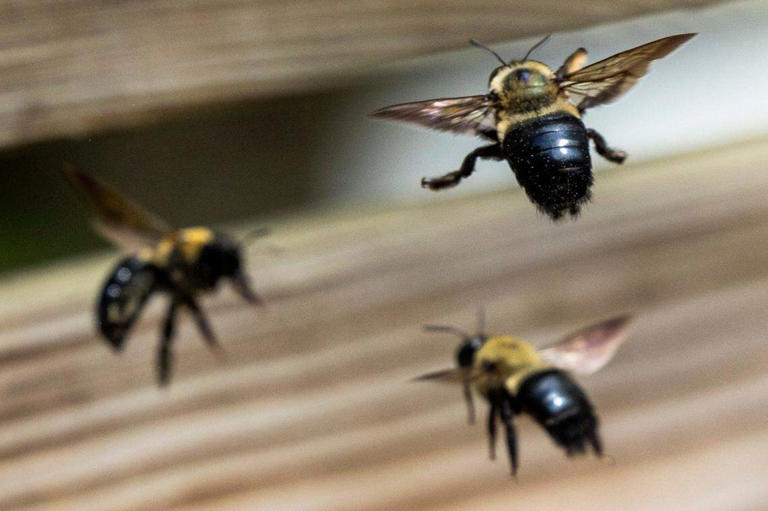 Here's how to keep GA carpenter bees off your deck without harming them ...