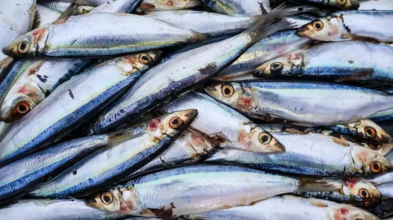6 sustainable seafood choices for a healthier planet and a healthier you