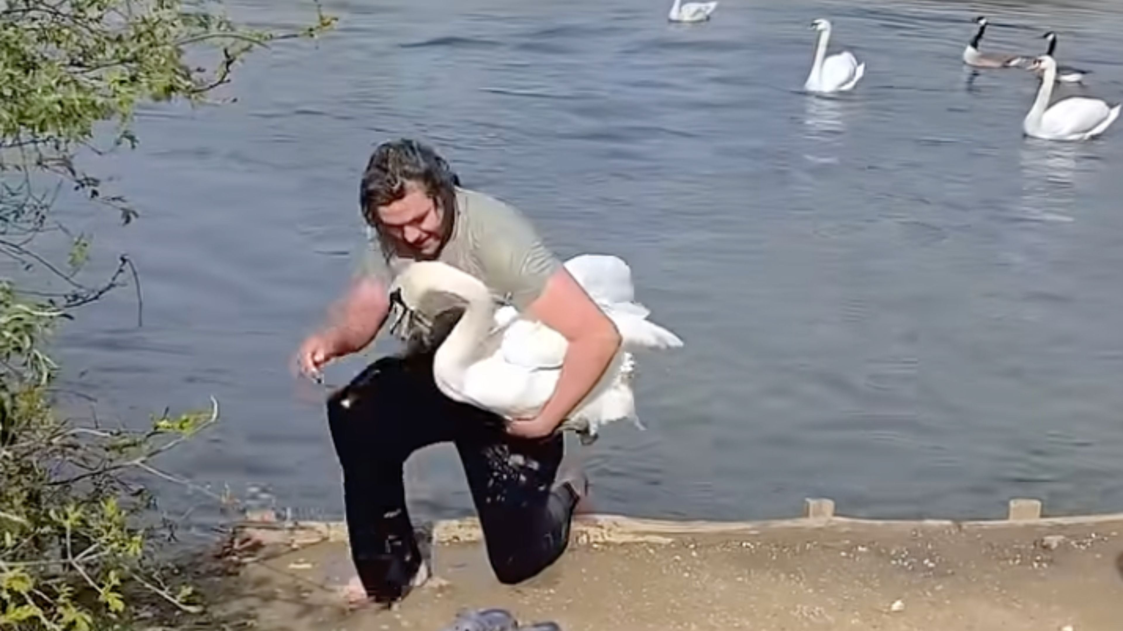Man dives into lake to save a swan with a fishing hook in its mouth