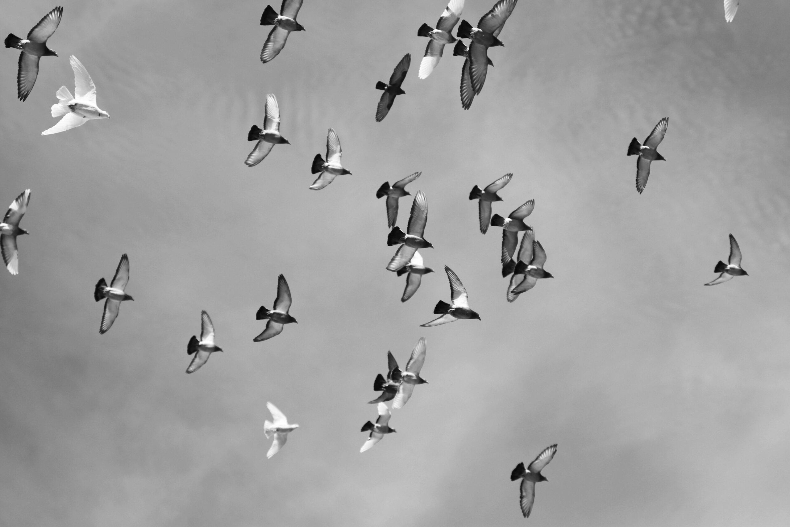 Over 700 million birds will fly across the US this week