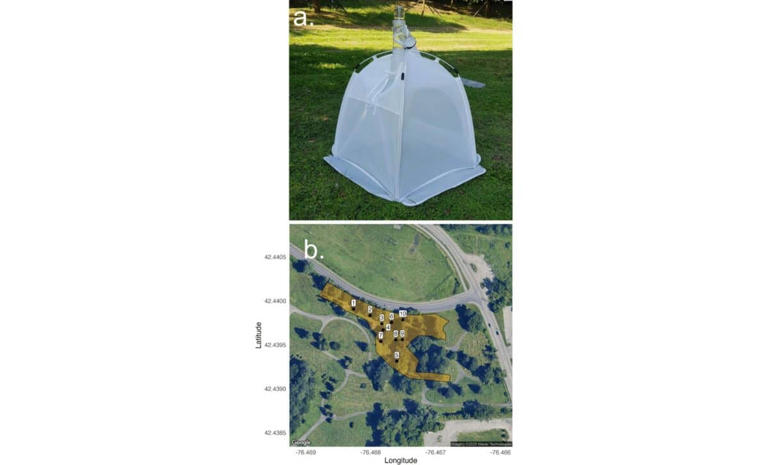 5.5 million bees were living beneath a New York cemetery. Scientists ...