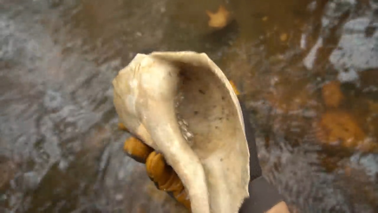 A day of exploration turns into insane fossil seashell hunting ...