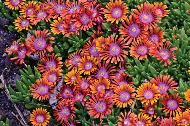 Hardy Ice Plant