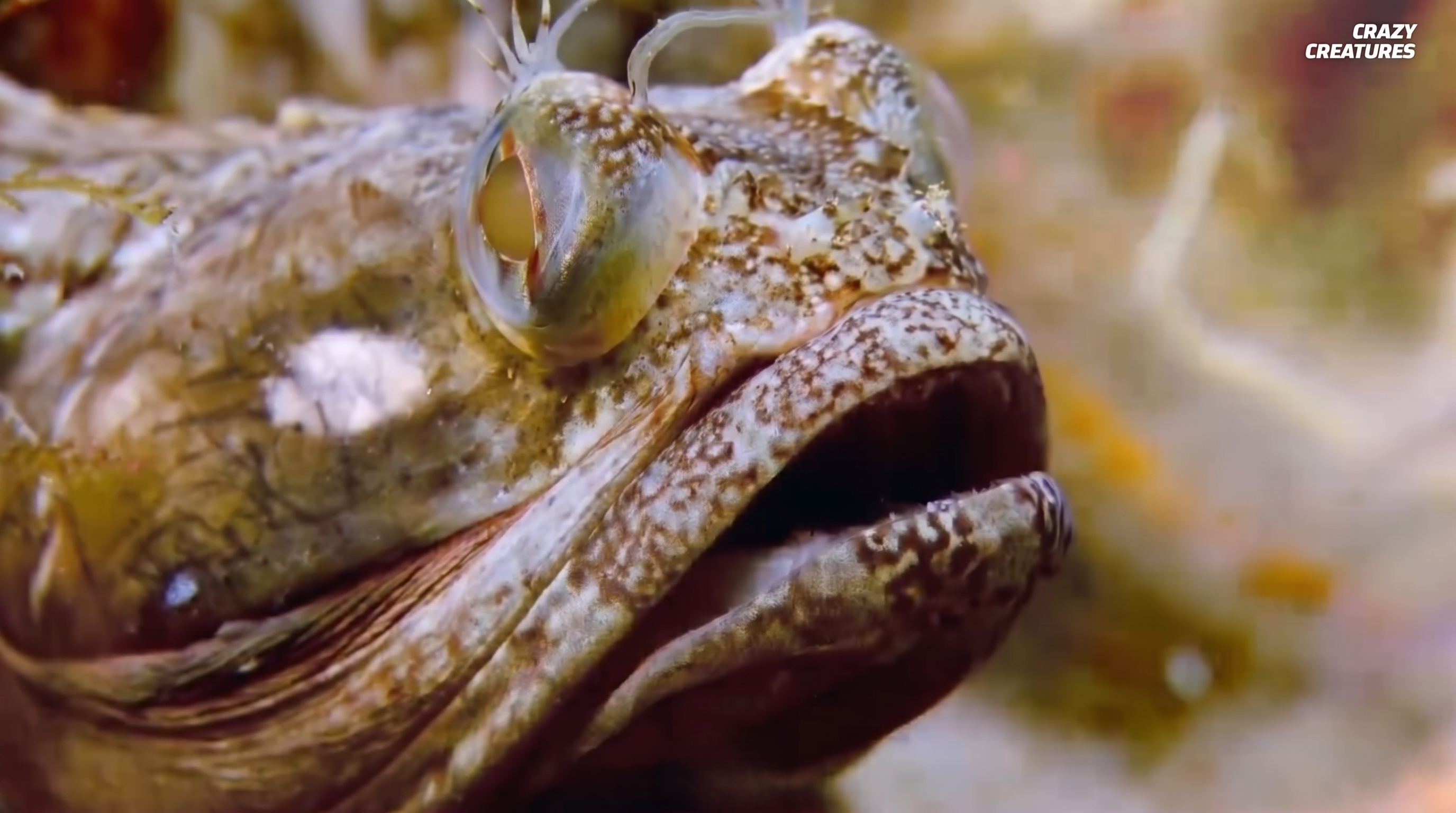 Watch what happens when a fringehead turns a 'kiss' into a brutal show ...