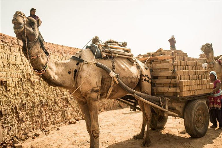 Brits think working animals are 'thing of the past' – but many are ...