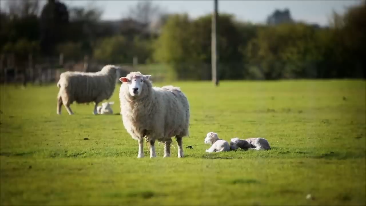 Evidence shows humans began controlling animals but why it happened is ...