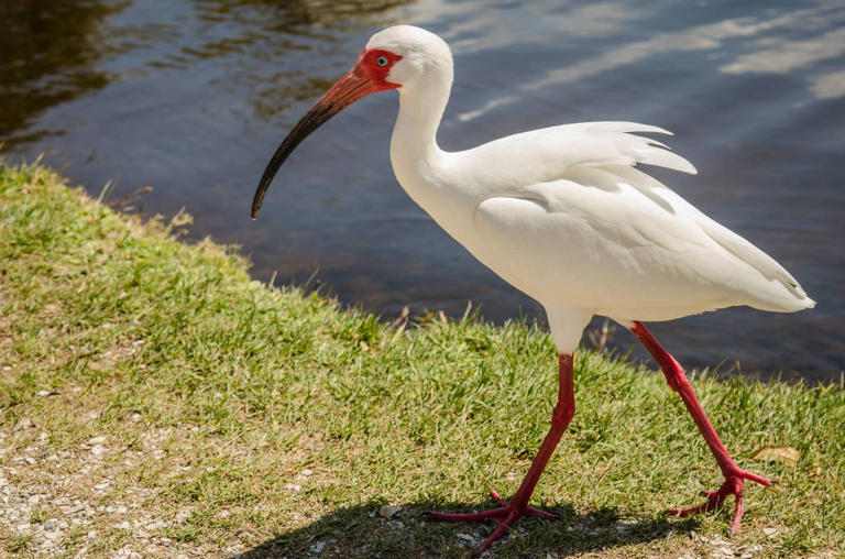 Rare American white ibis spotted in Arvada, Colorado: Why this is ...