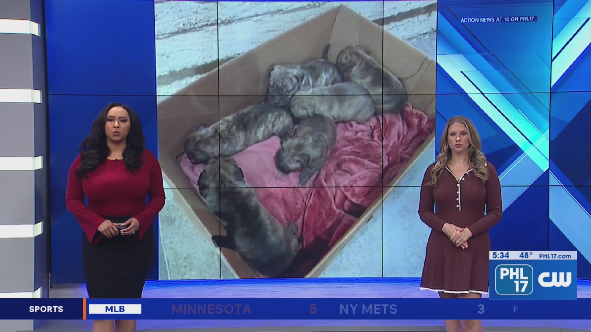 Puppies found abandoned in Old City in second animal cruelty ...