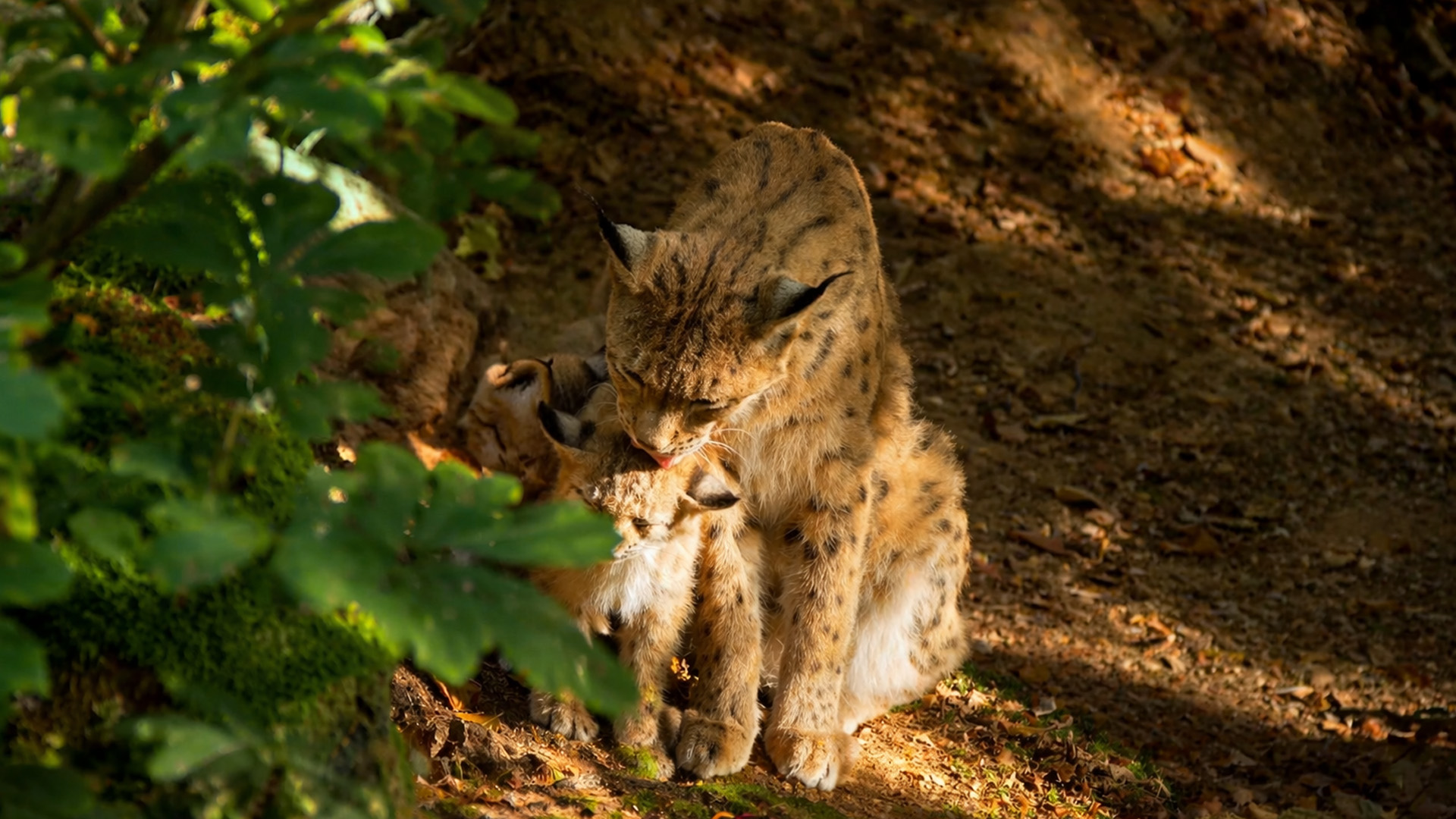 This hidden camera captured a mother lynx grooming her cub