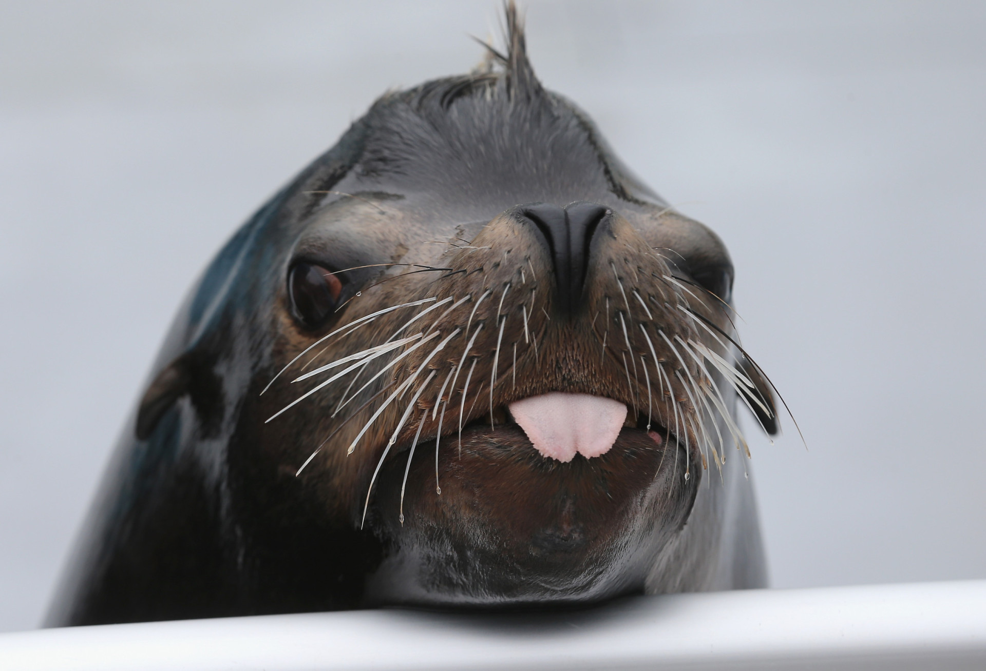 Animals with better memories than humans