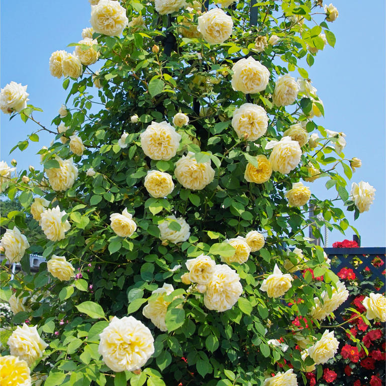 4 climbing roses that guarantee a beautiful, fragrant screen of blooms ...